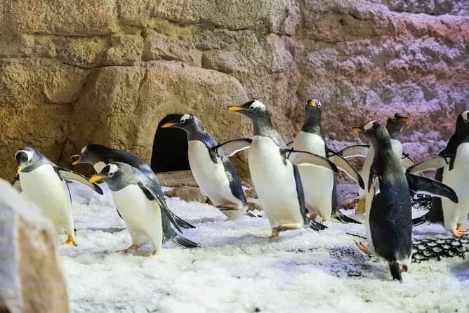 Dubai Aquarium & Underwater Zoo – Regular Pass - Image 11