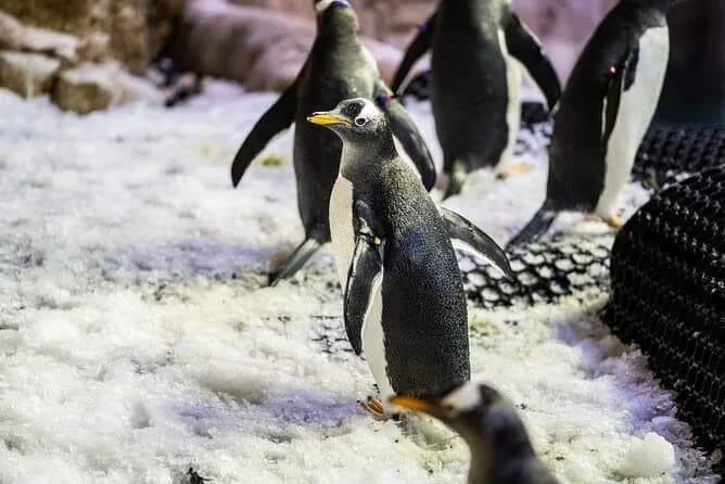 Dubai Aquarium & Underwater Zoo – Regular Pass - Image 10