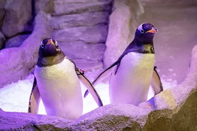 Dubai Aquarium & Underwater Zoo – Regular Pass - Image 9
