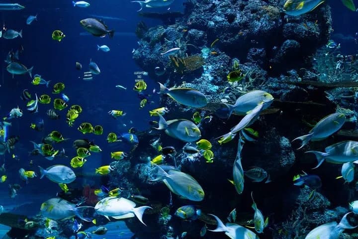 Dubai Aquarium & Underwater Zoo – Regular Pass - Image 3